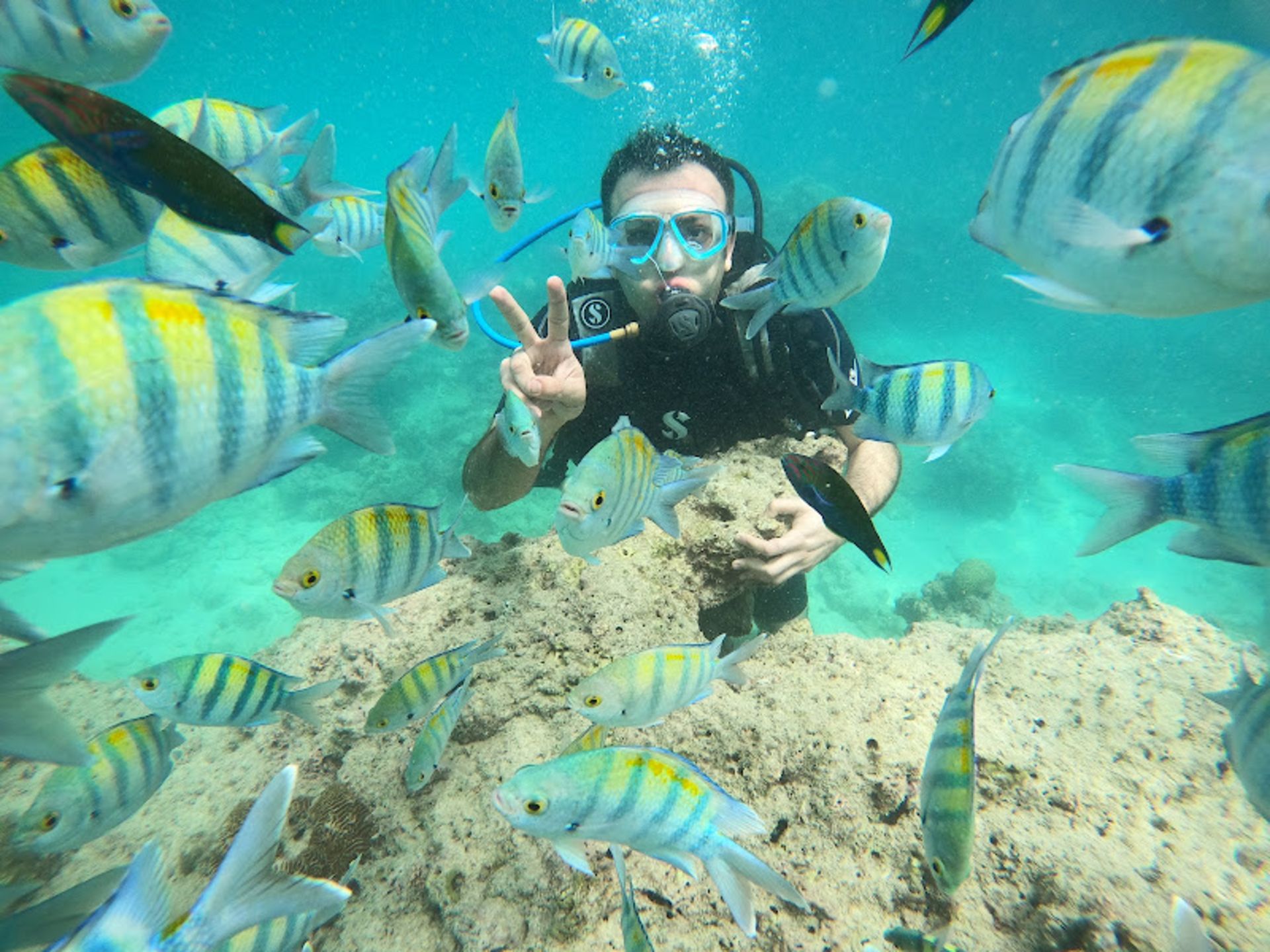 Diving between the Persian Gulf 