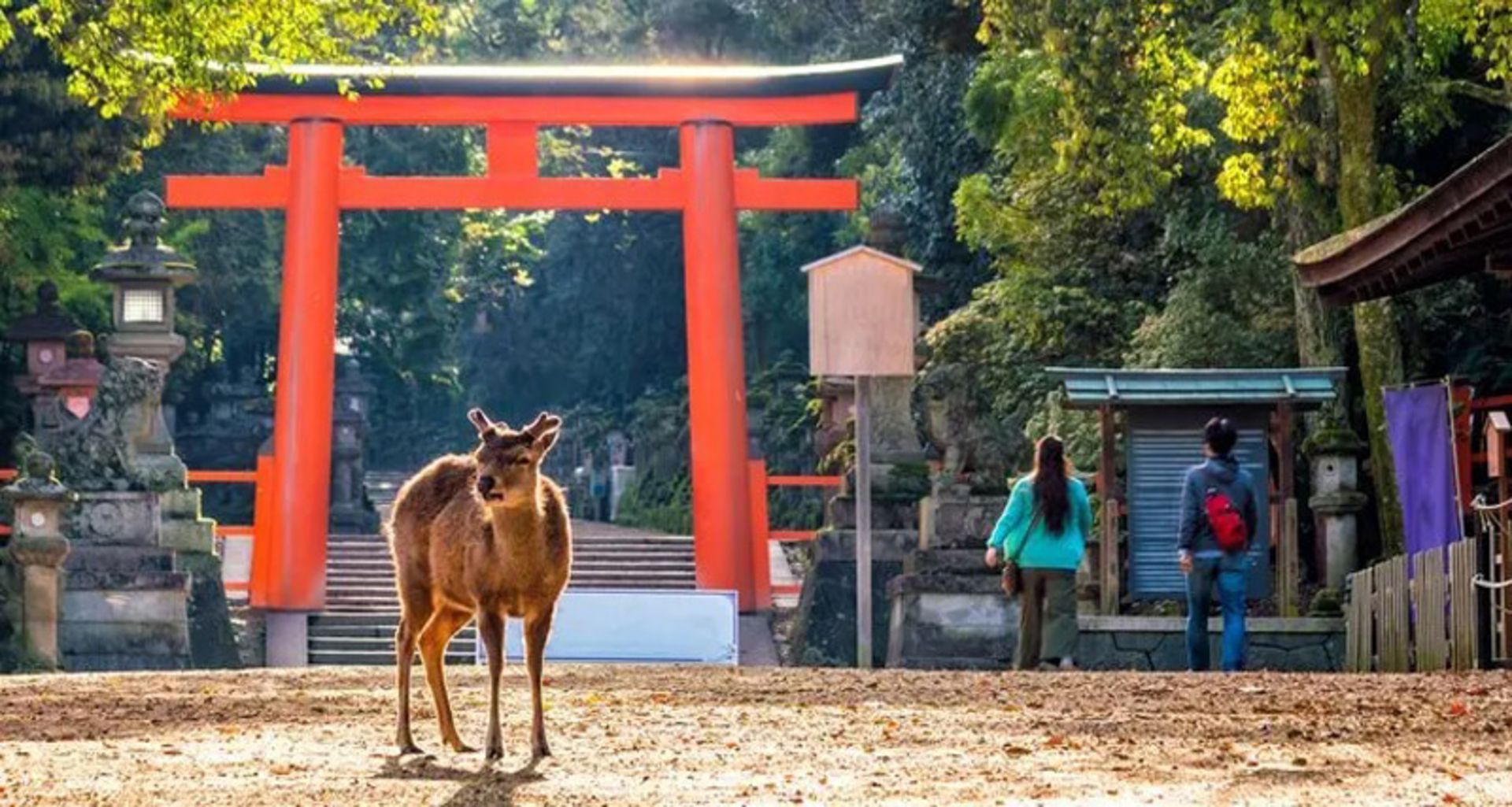   The presence of a deer in the Nara Park in Japan 