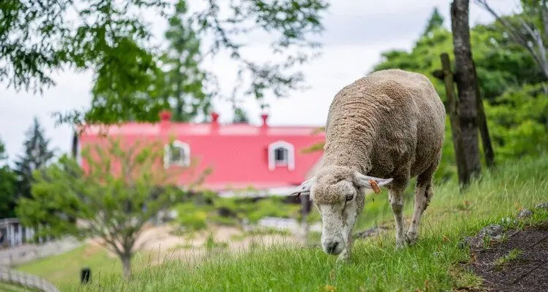 Sheep in the lush area of ​​Ruko Mouain in Kobe, Japan