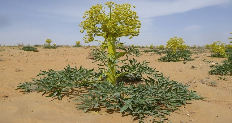 The properties of anguza for women to get pregna