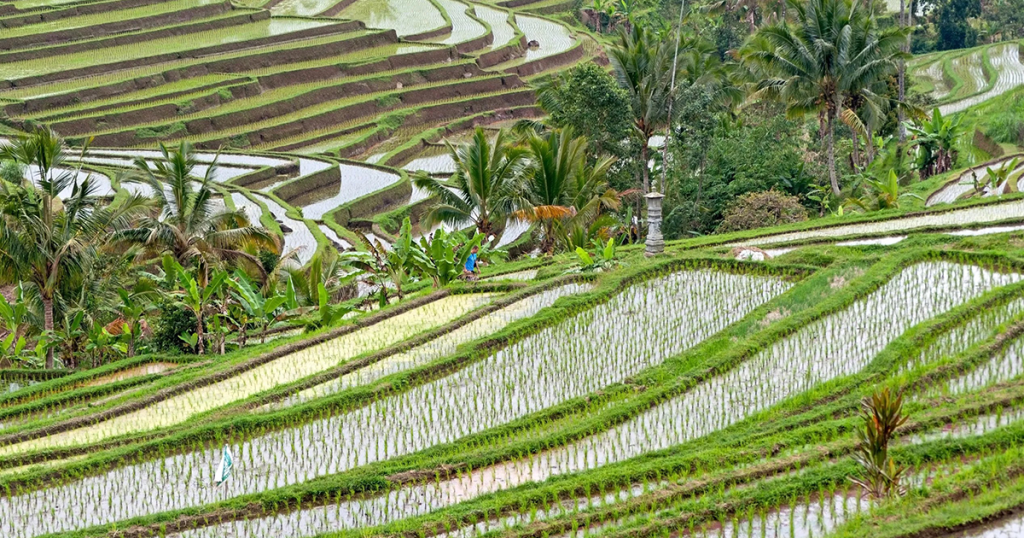 Juston hills Jatiluwih Rice Terraces