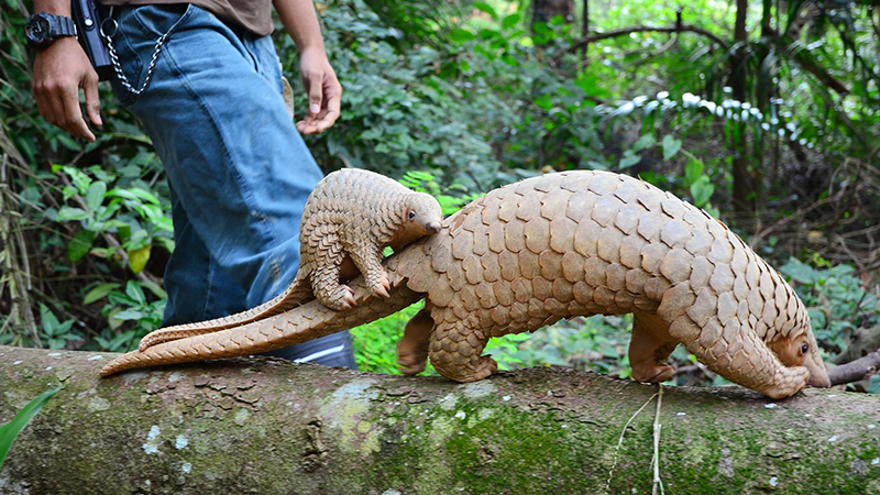 One of the strangest animals in the world called Pangolin - scaly skin - scaly aeater or pangolin
