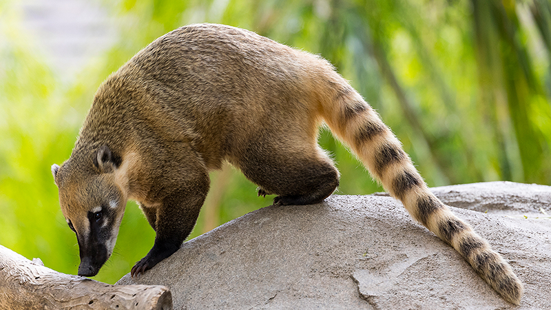 One of the strangest animals in the world called Coatimundi