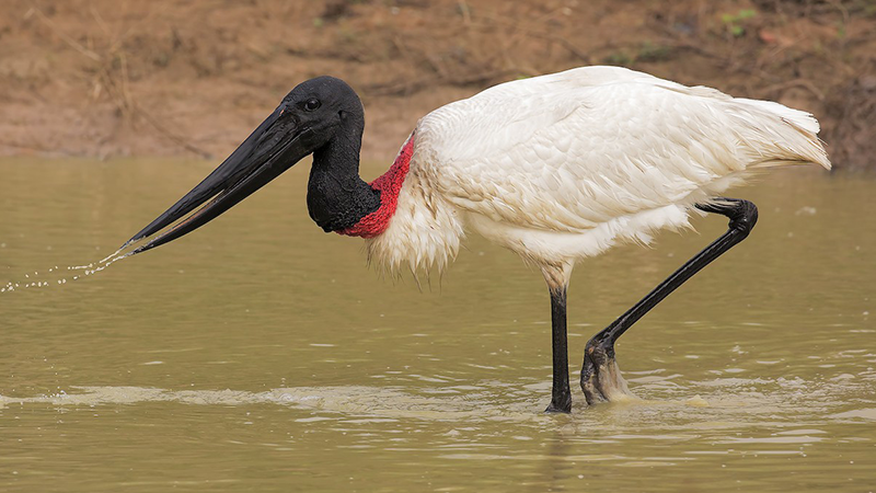 One of the most flawed animals in the world is the Jabiru Stork