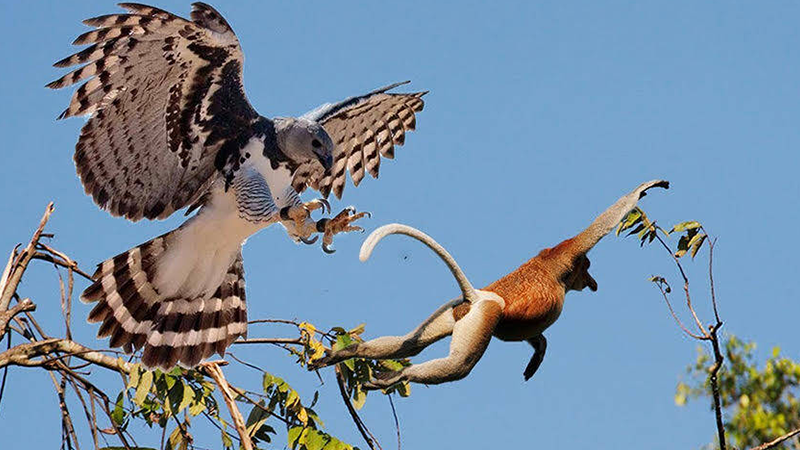 One of the strangest animals in the world called Harpy eagle