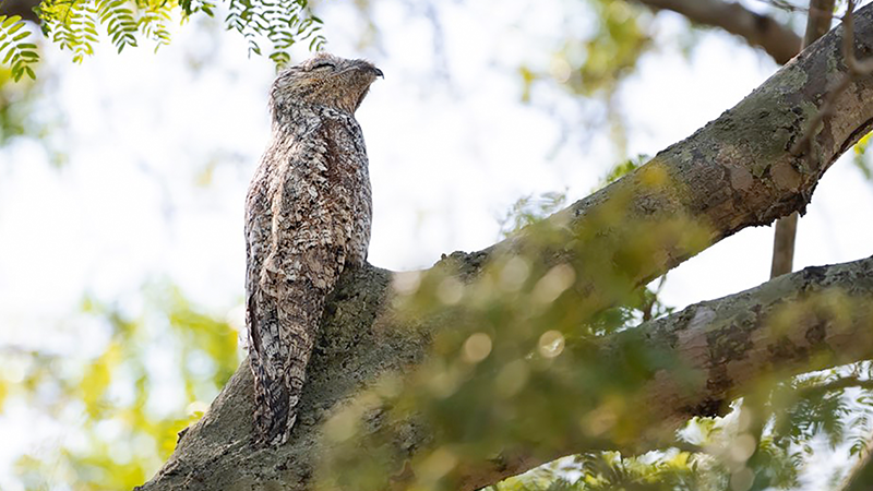 One of the strangest animals in the world called Great potoo