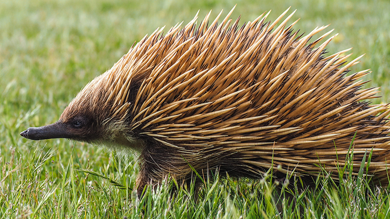 One of the strangest animals in the world called Echidna - eating a