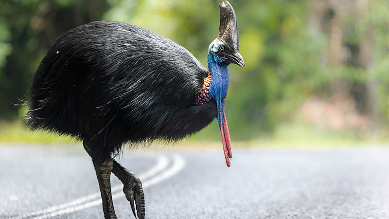 One of the strangest animals in the world called Southern Cassowary