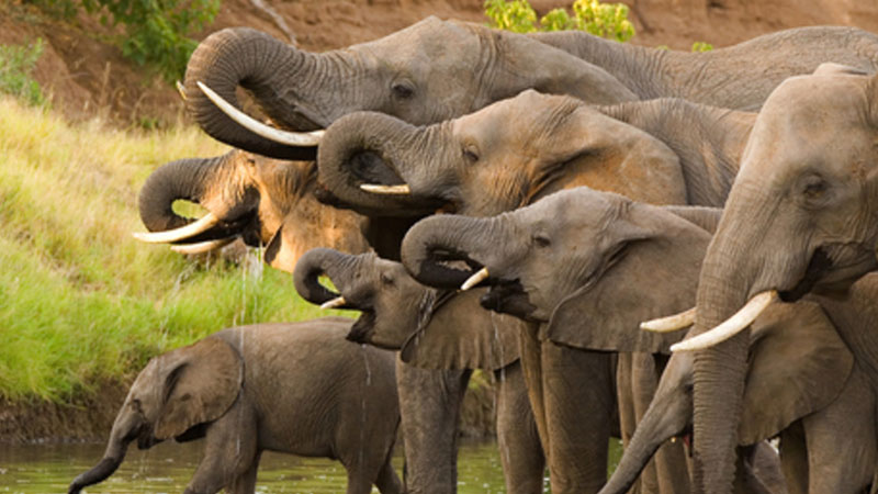 History of Safari How it all began