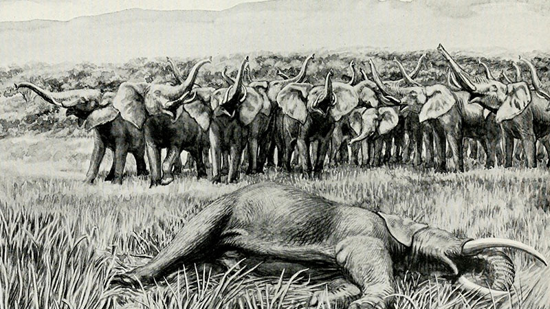 Safari and huing