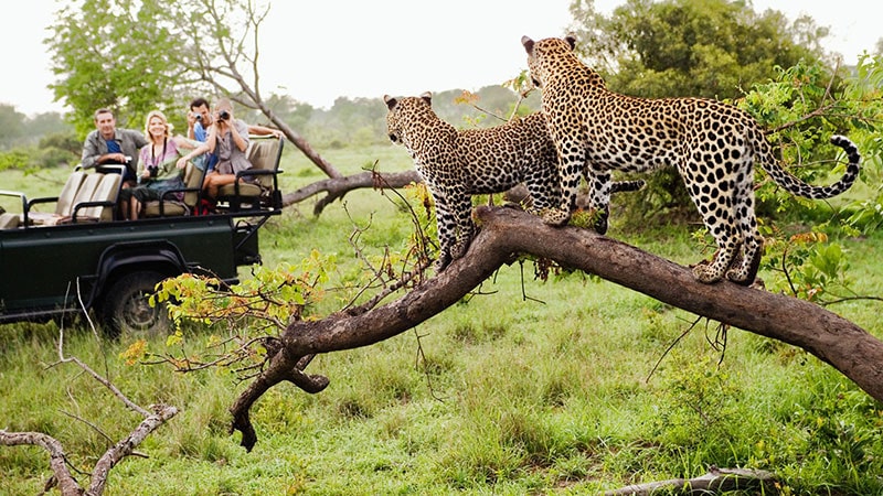 Game drive Game Drives