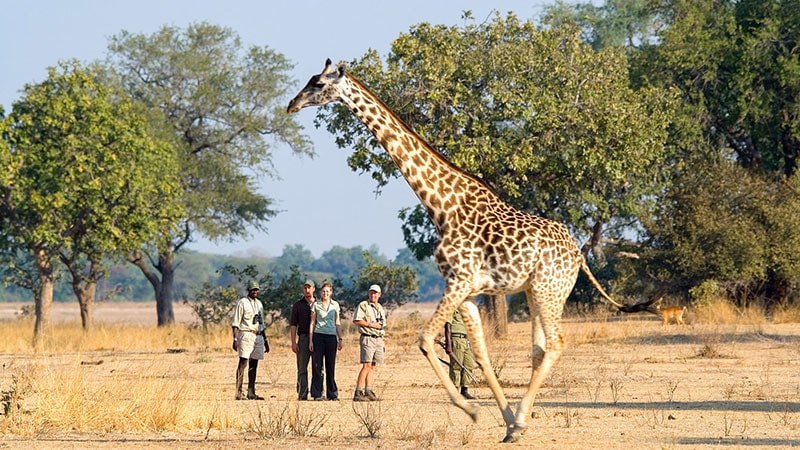 Walking safari Walking Safaris