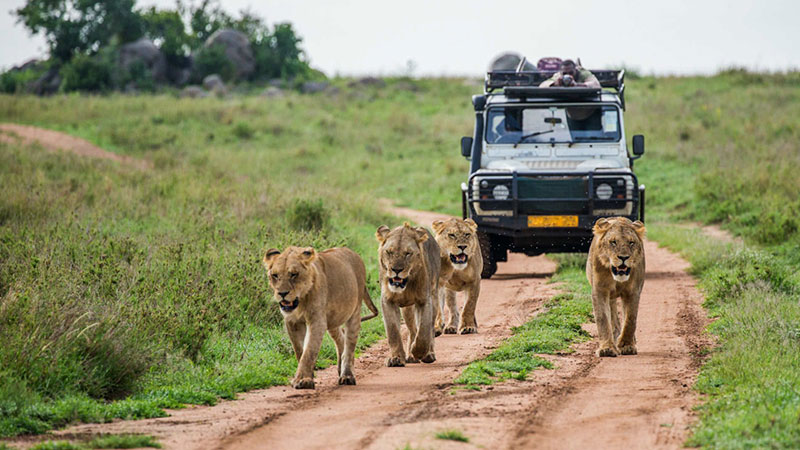 African safaris