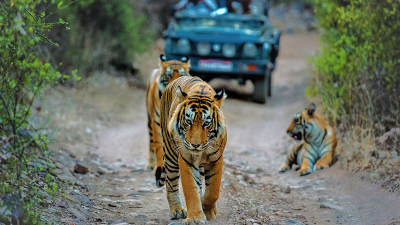 Indian safaris
