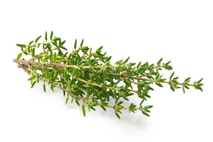 The properties of thyme for the stomach and iestines 