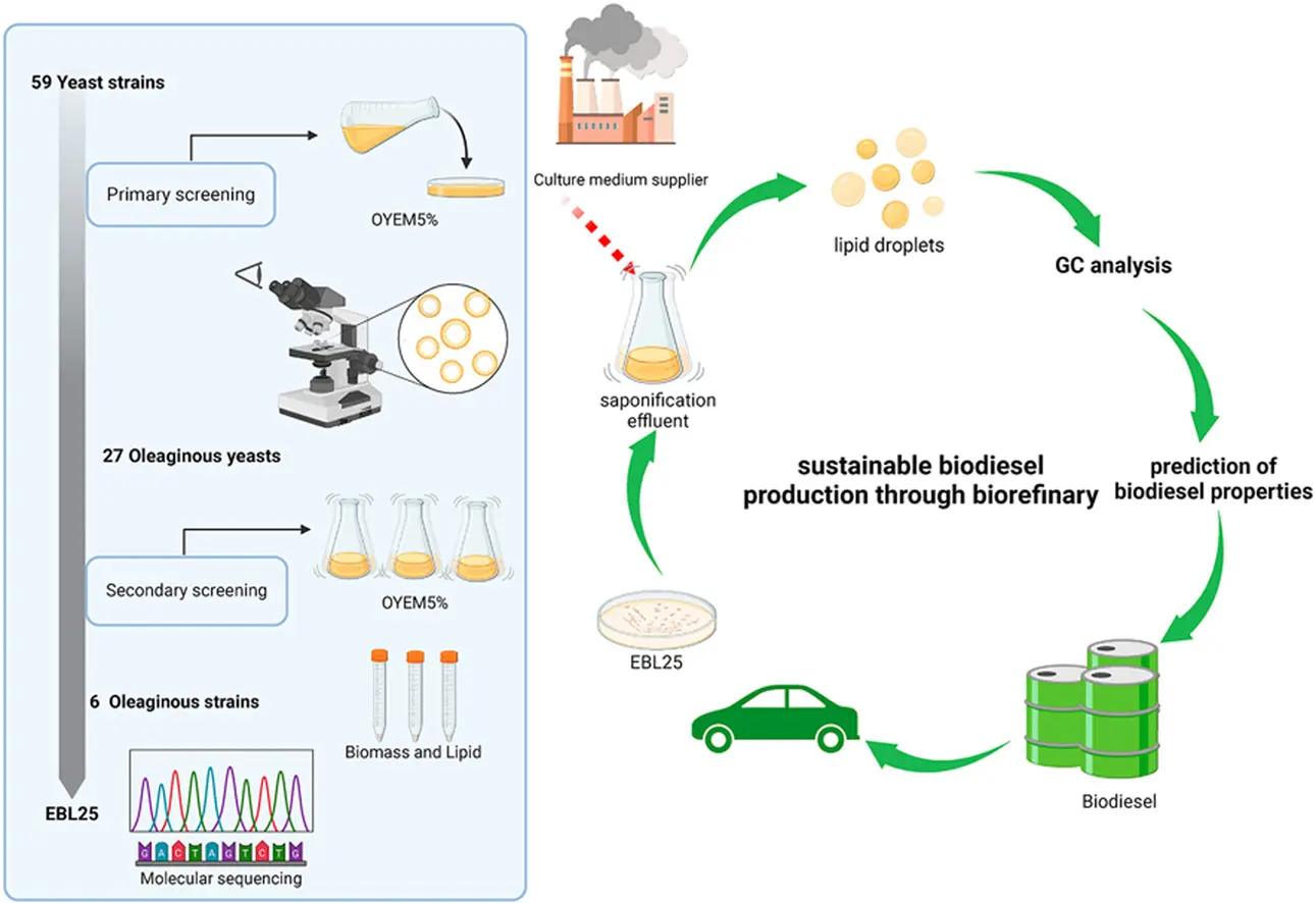 Identifying a new yeast with the ability to produce biofuels and environmental cleansing