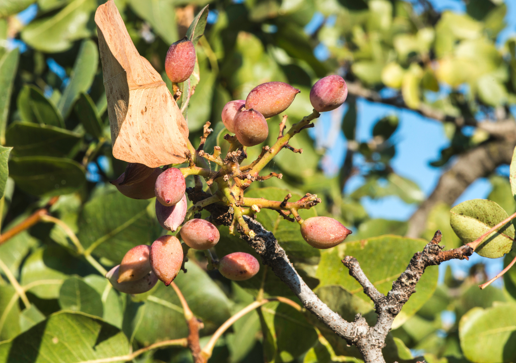 Properties of fresh pistachios for diabetes