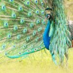 Peacock in Sri Lankan National Park