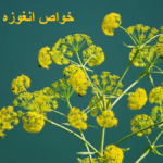 The properties of anguza for women
