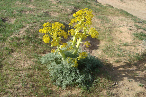 The properties of anguza for women's uterus