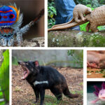 The strangest animals in the world