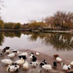 Autumn Nature in Mashhad Mellat Park