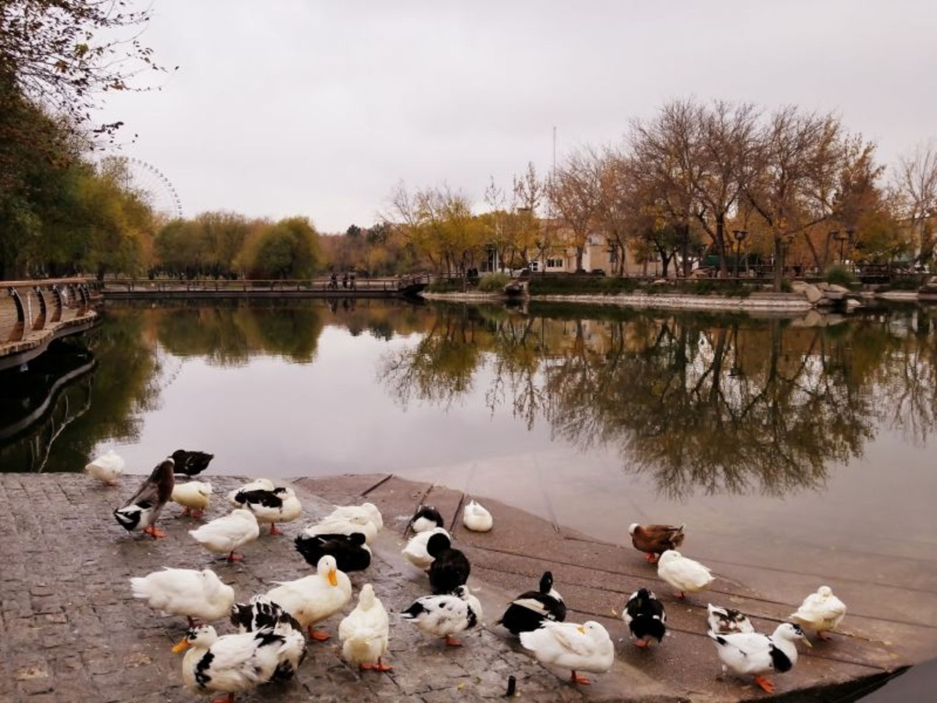 Autumn Nature in Mashhad Mellat Park