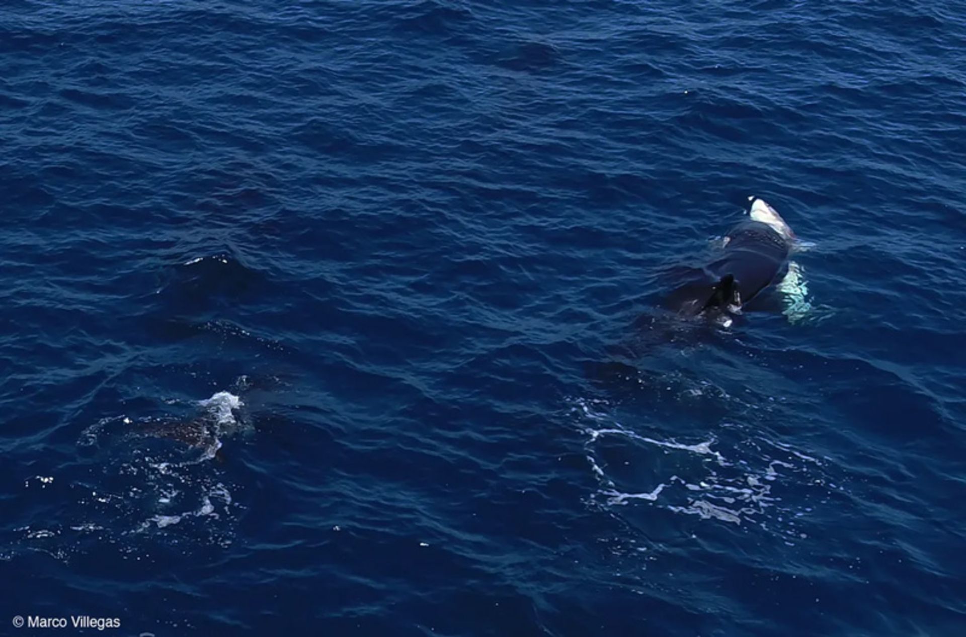 Shark huing by whales