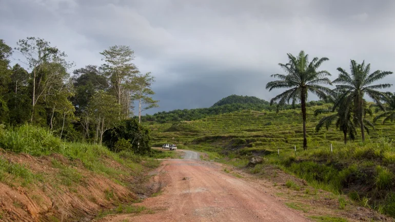 Rain forests of Borneo