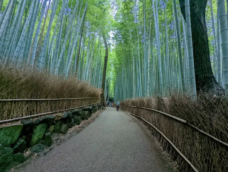 Arashiyama Bamboo Forest, Kyoto, Japan