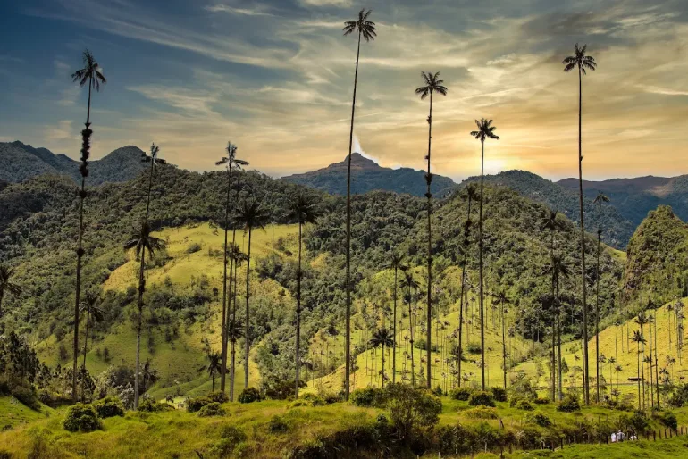12- Valle de Cocora (Valley of Cocora), Quindio, Colombia