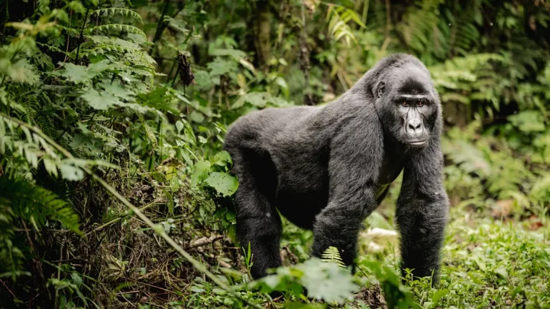 Biwindi Forest, Uganda