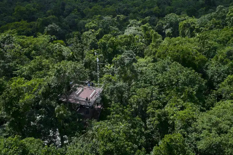 Diree Rainforest