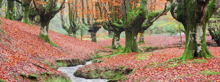 Otzarta Forest