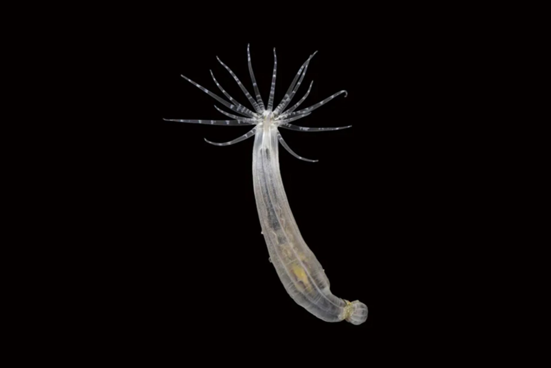 Starlet sea anemone