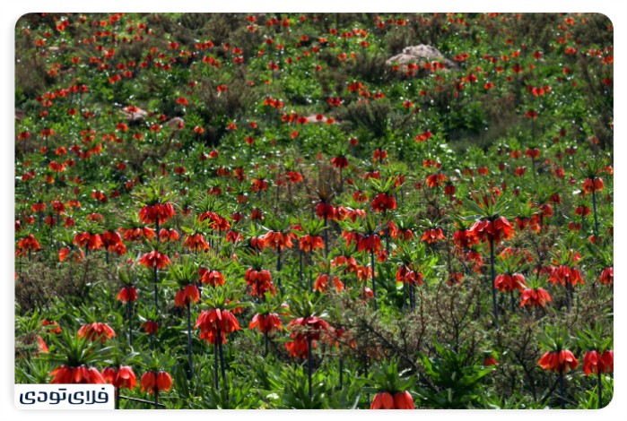 Sightseeing places in Khomin Sightseeing places in Khomin Watching Qajar architecture