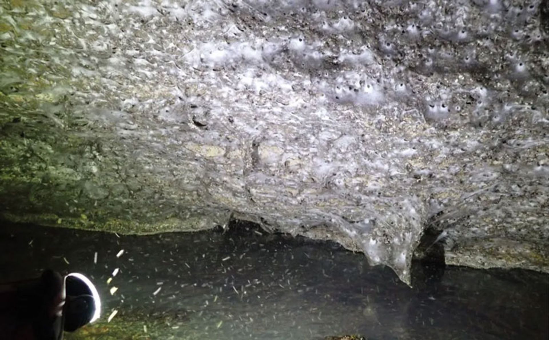 The largest spider web in the world