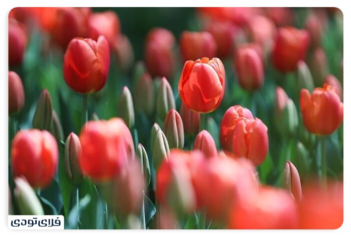 Festival of tulips in an Iranian garden