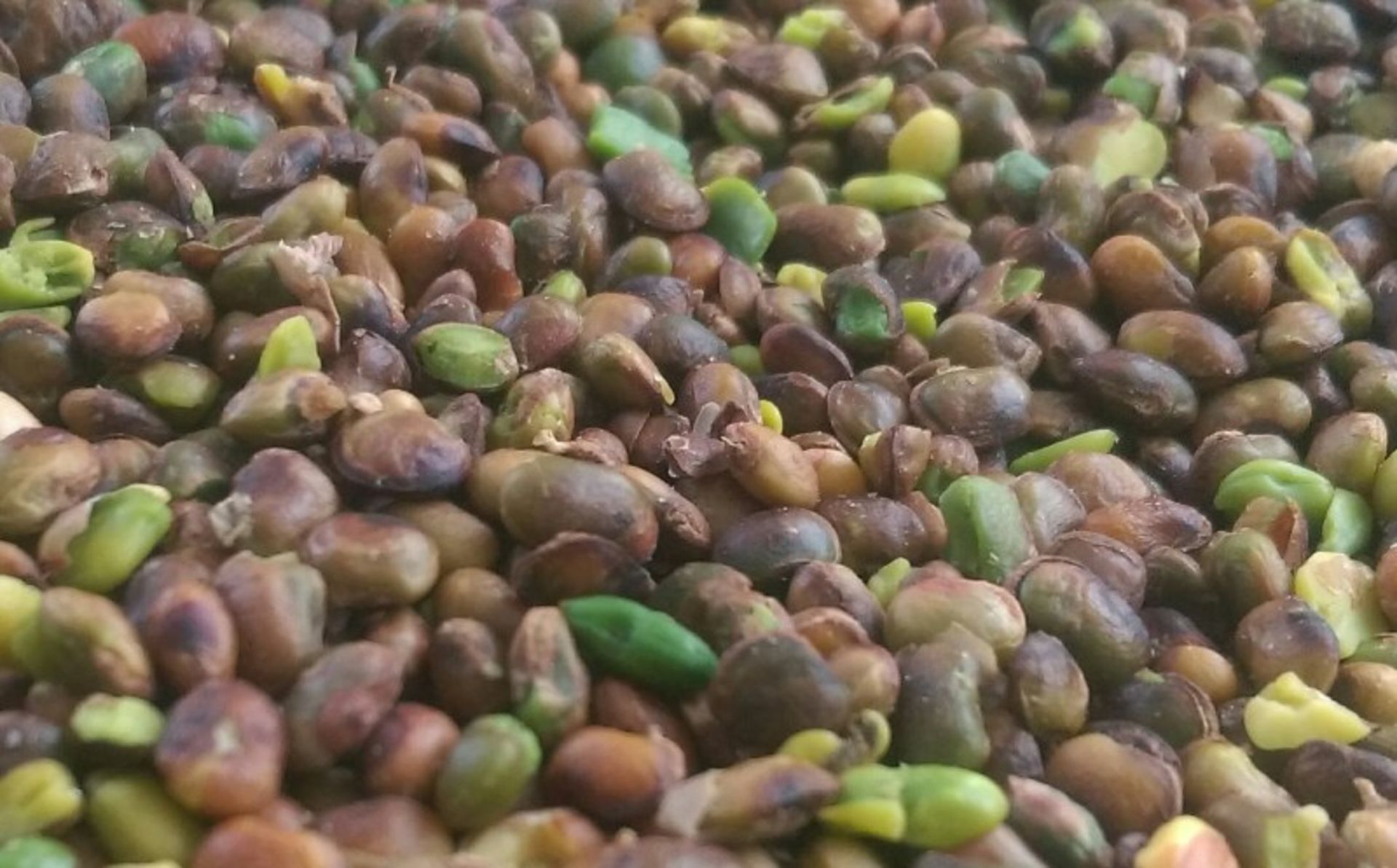 Marivan mouain pistachios