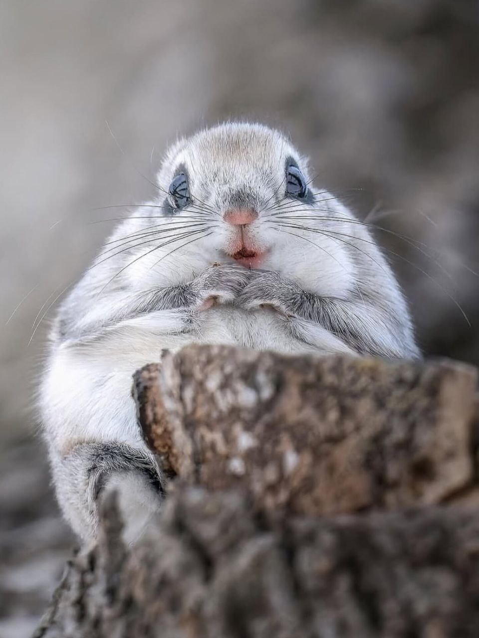 photo_5814155610545654879_y This squirrel is the cutest animal in the world - Diginoy