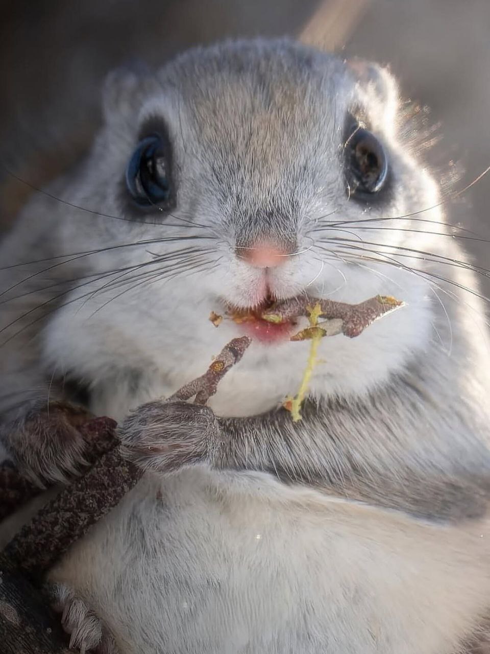 photo_5814155610545654878_y This squirrel is the cutest animal in the world - Diginoy