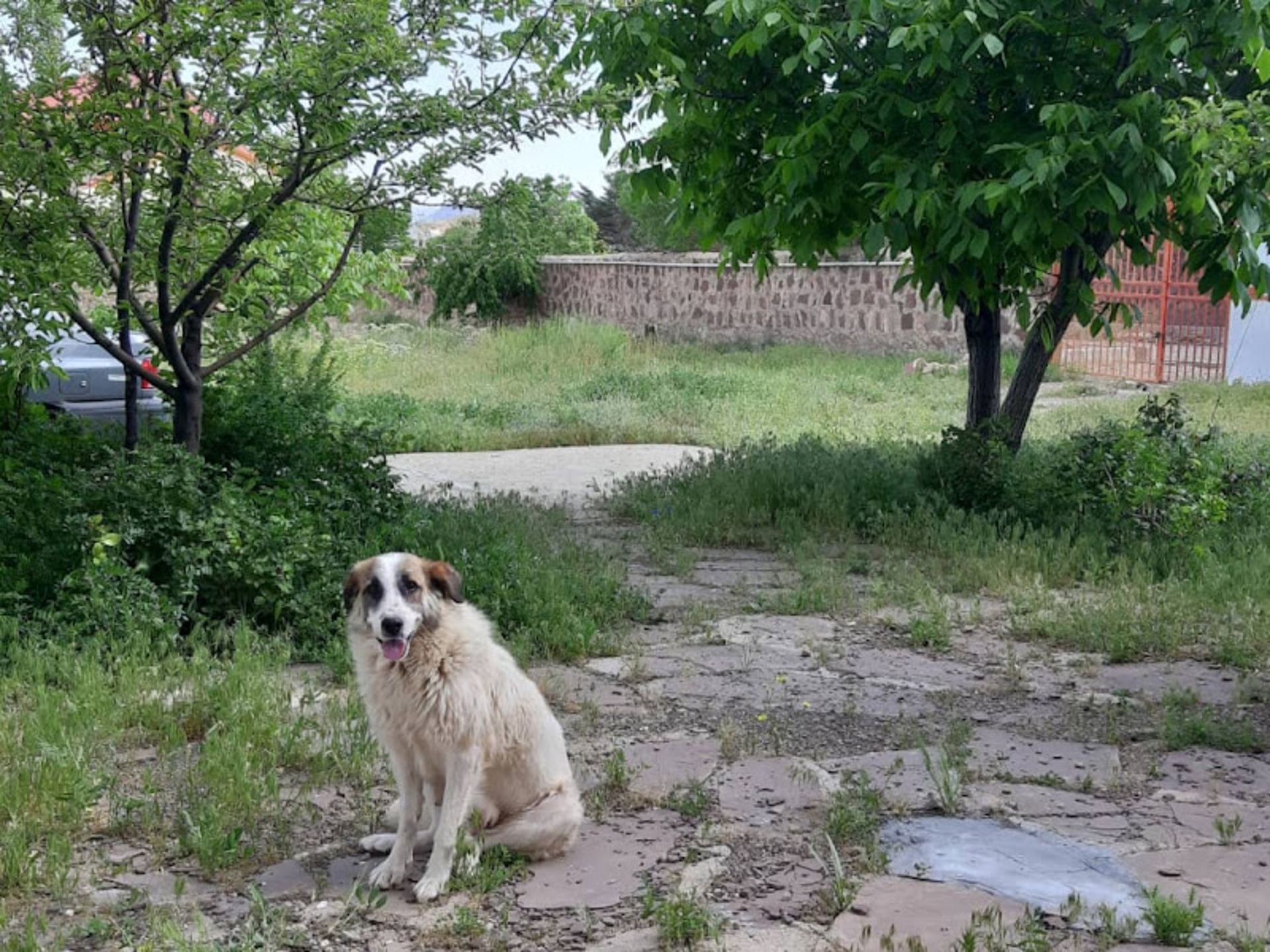 The green nature of Seyedabad Damavand village