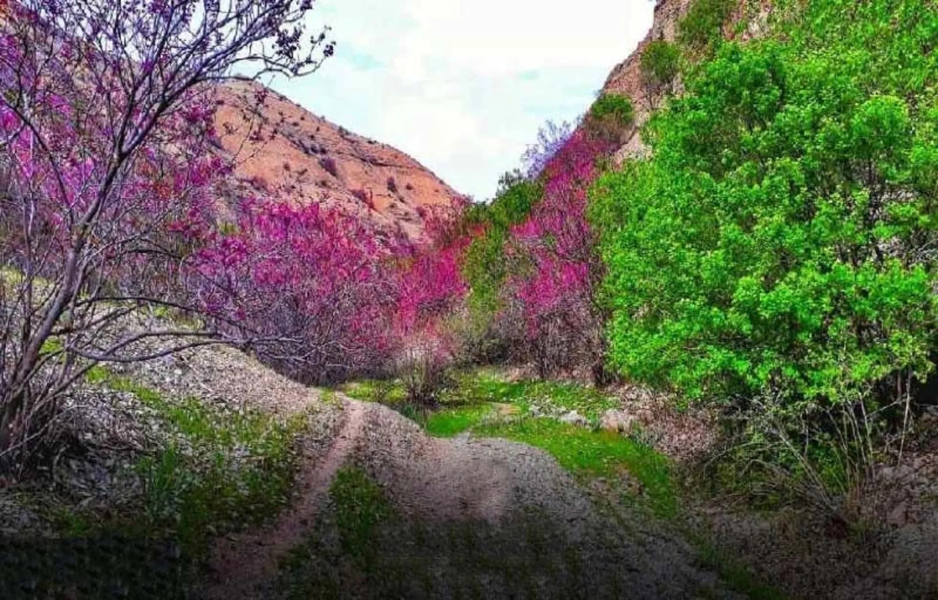 The green nature of Mashhad's purple valley and purple trees