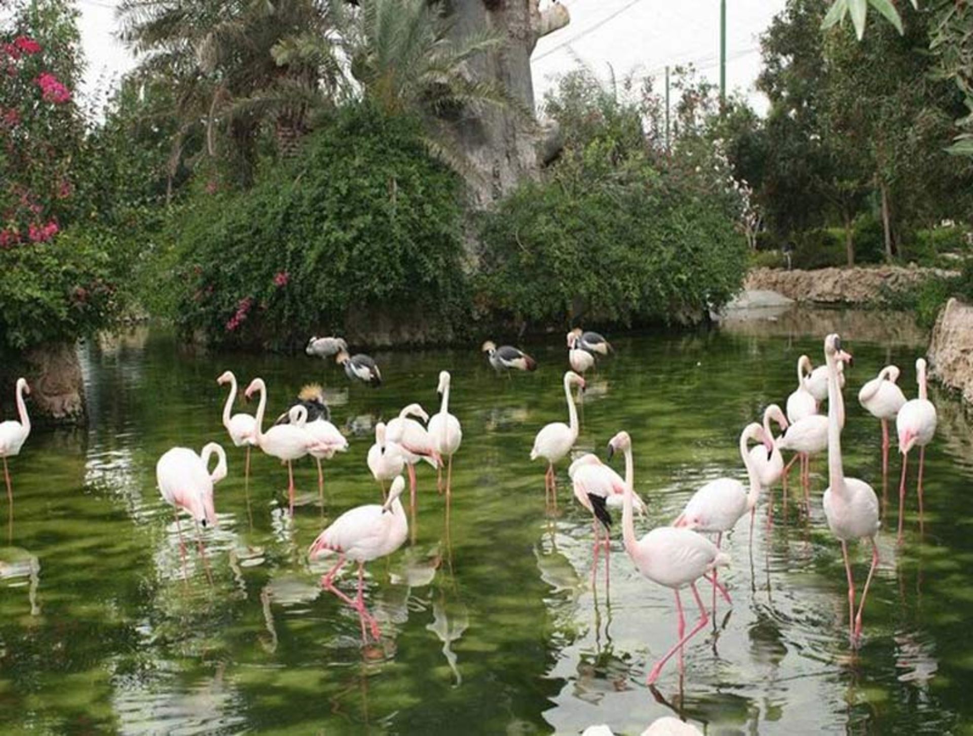 Flamingos in the artificial lake of Mashhad bird garden