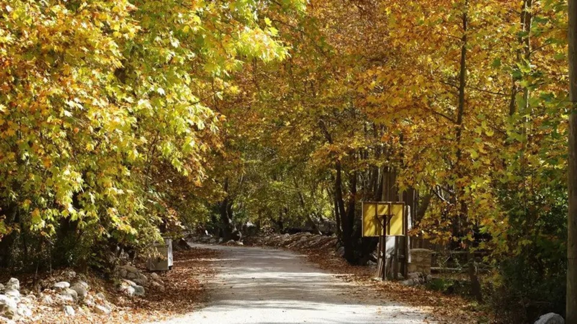 Autumn nature of Aalya with yellow leaves of trees