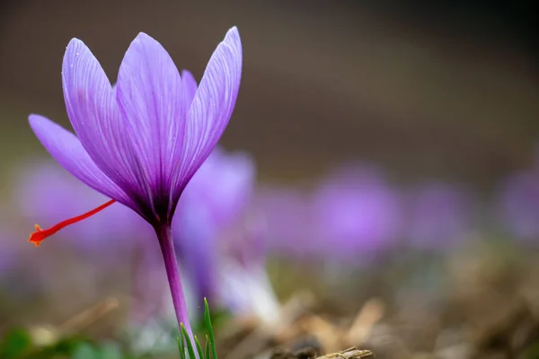 What is saffron petal good for?