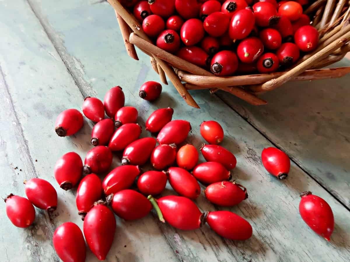 The properties of nasturtium fruit for blood pressure