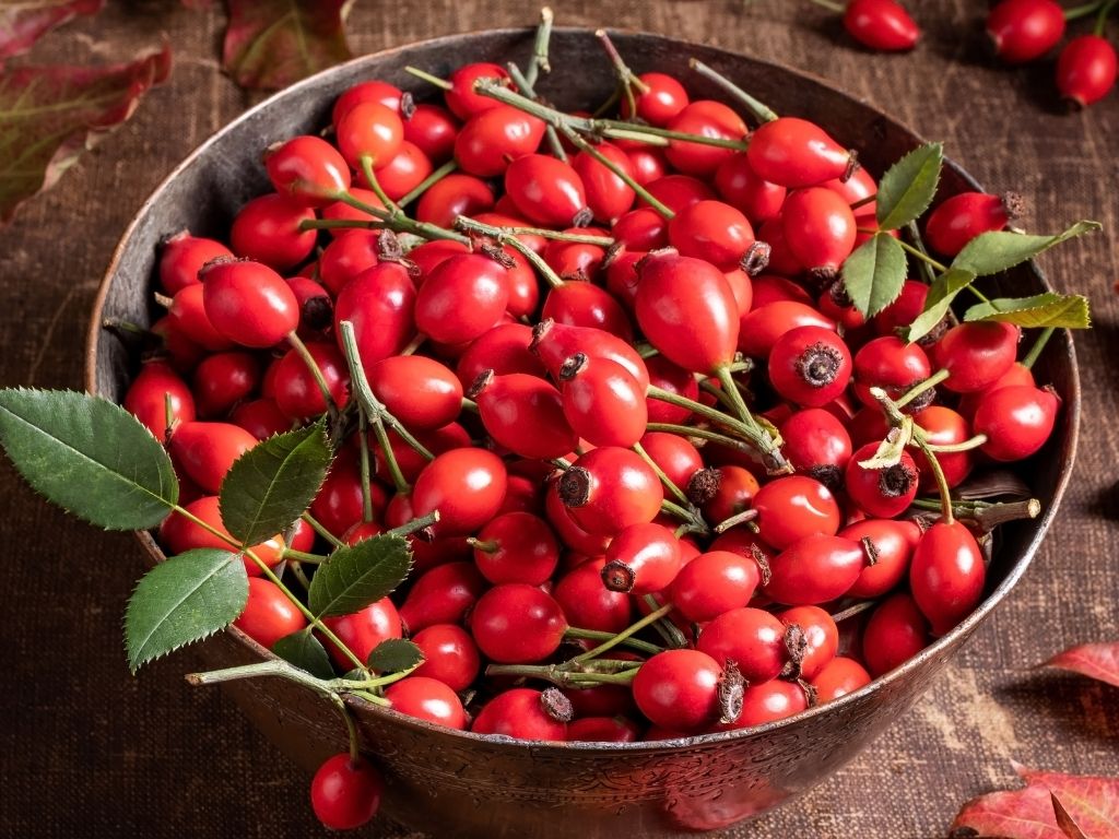 Properties of nasturtium fruit for infection