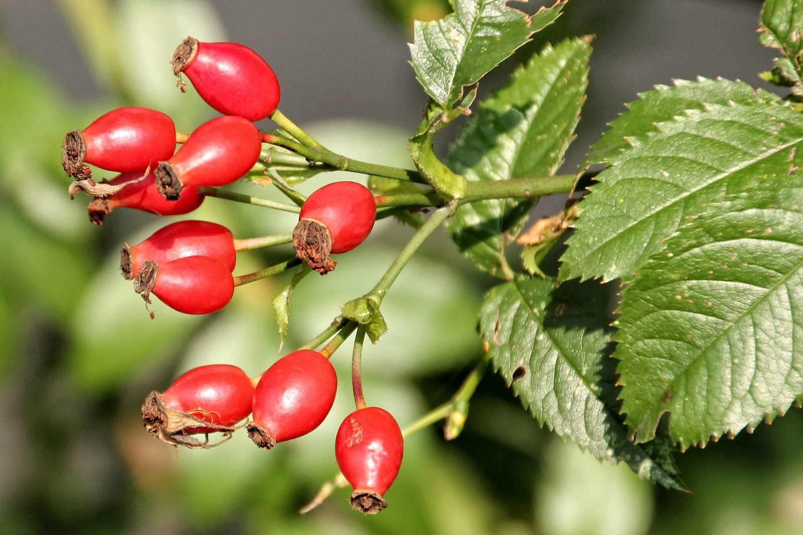  How to use nasturtium fruit
