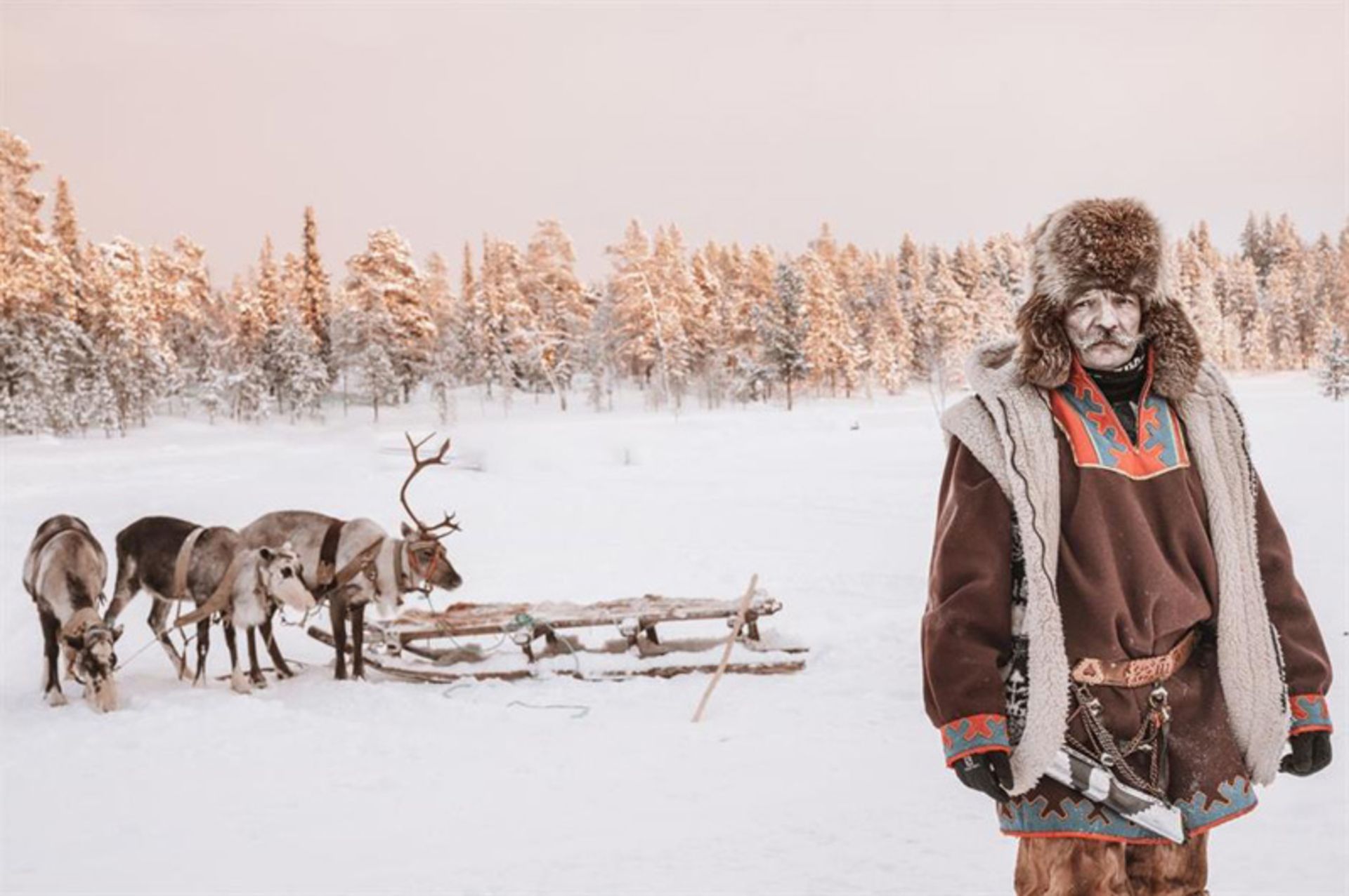 A Sami man next to a sled and deer in the snow